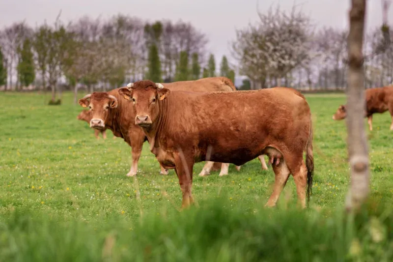 Happy Normandy cows producing spring milk